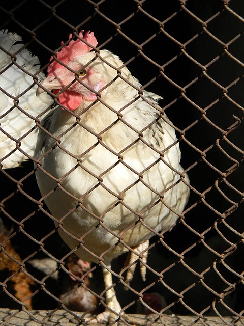 捕捉到了队 捕捉到了队